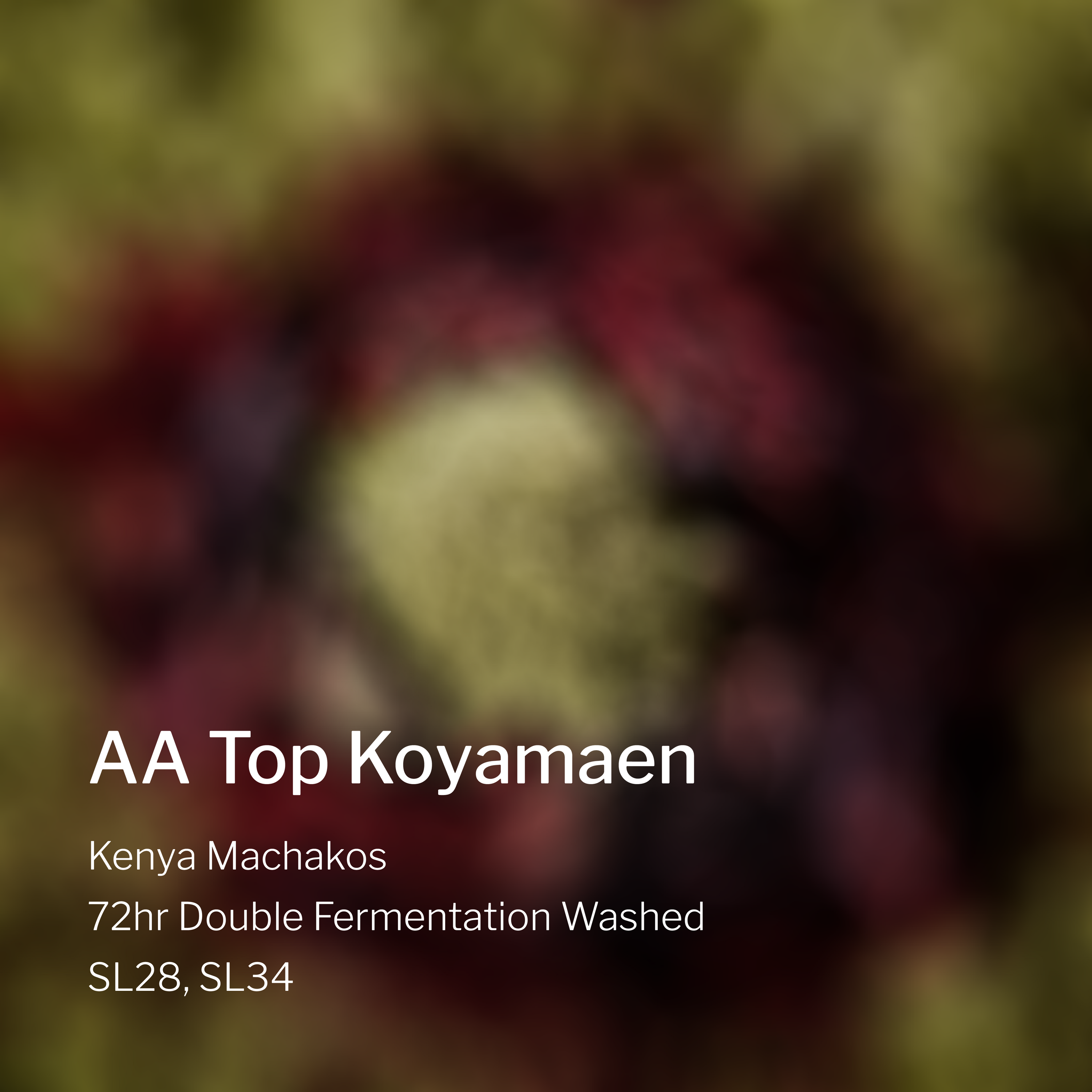 Ang Ang Roastery Kenya Machakos AA Top Koyamaen – specialty coffee beans Malaysia
