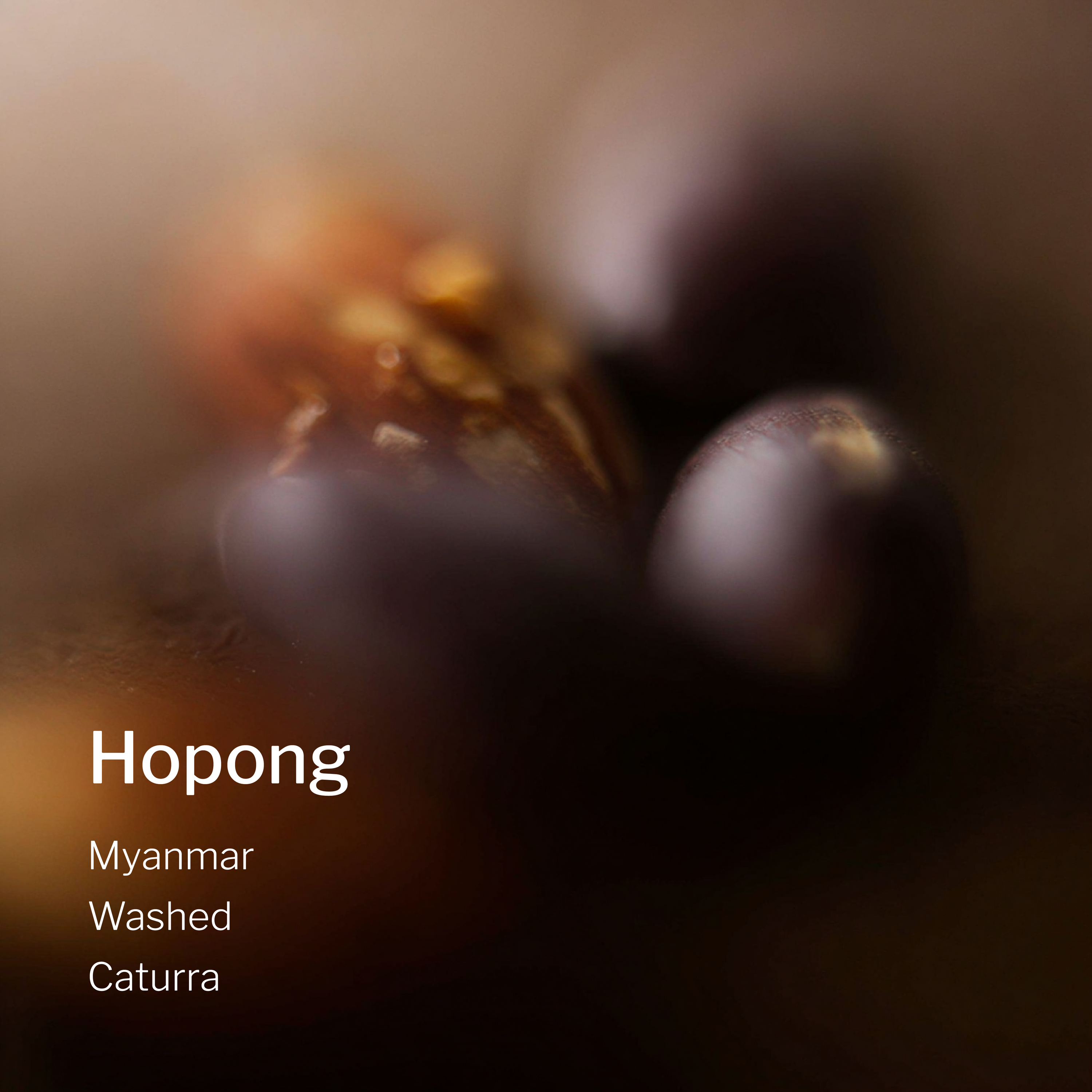 Ang Ang Roastery Myanmar Hopong – specialty coffee beans Malaysia