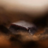 Dark Roast - Single Origin / Blend