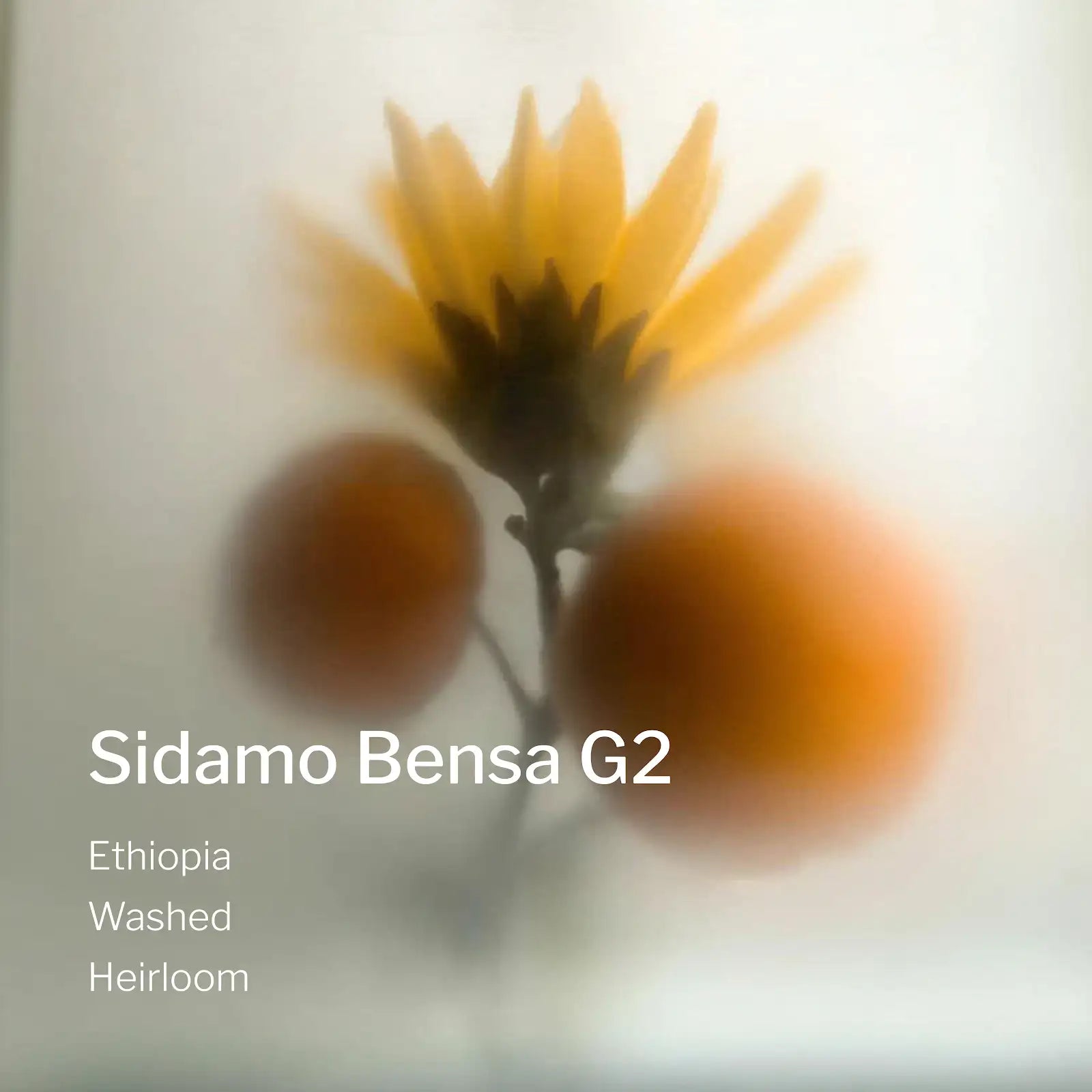 Ang Ang Roastery Ethiopia Sidamo Bensa G2 – specialty coffee beans Malaysia