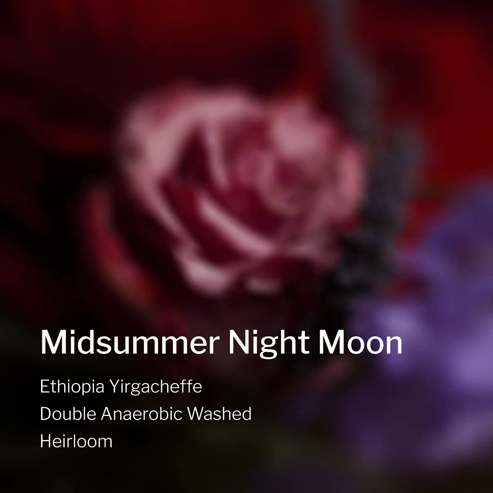 Ang Ang Roastery Ethiopia Yirgacheffe Midsummer Night Moon – specialty coffee beans Malaysia