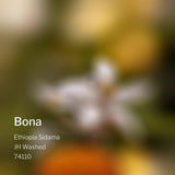 Ethiopia Sidama Bona