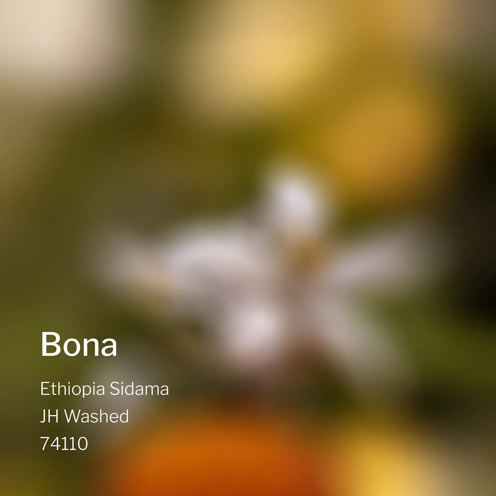 Ang Ang Roastery Ethiopia Sidama Bona – specialty coffee beans Malaysia